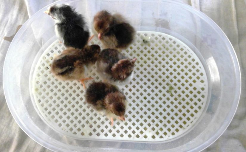 Janoel 12 incubator with hatched chicks