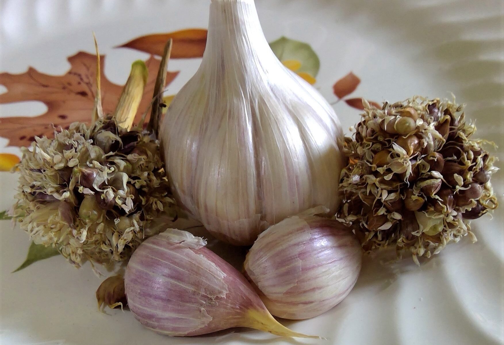 Majestic garlic