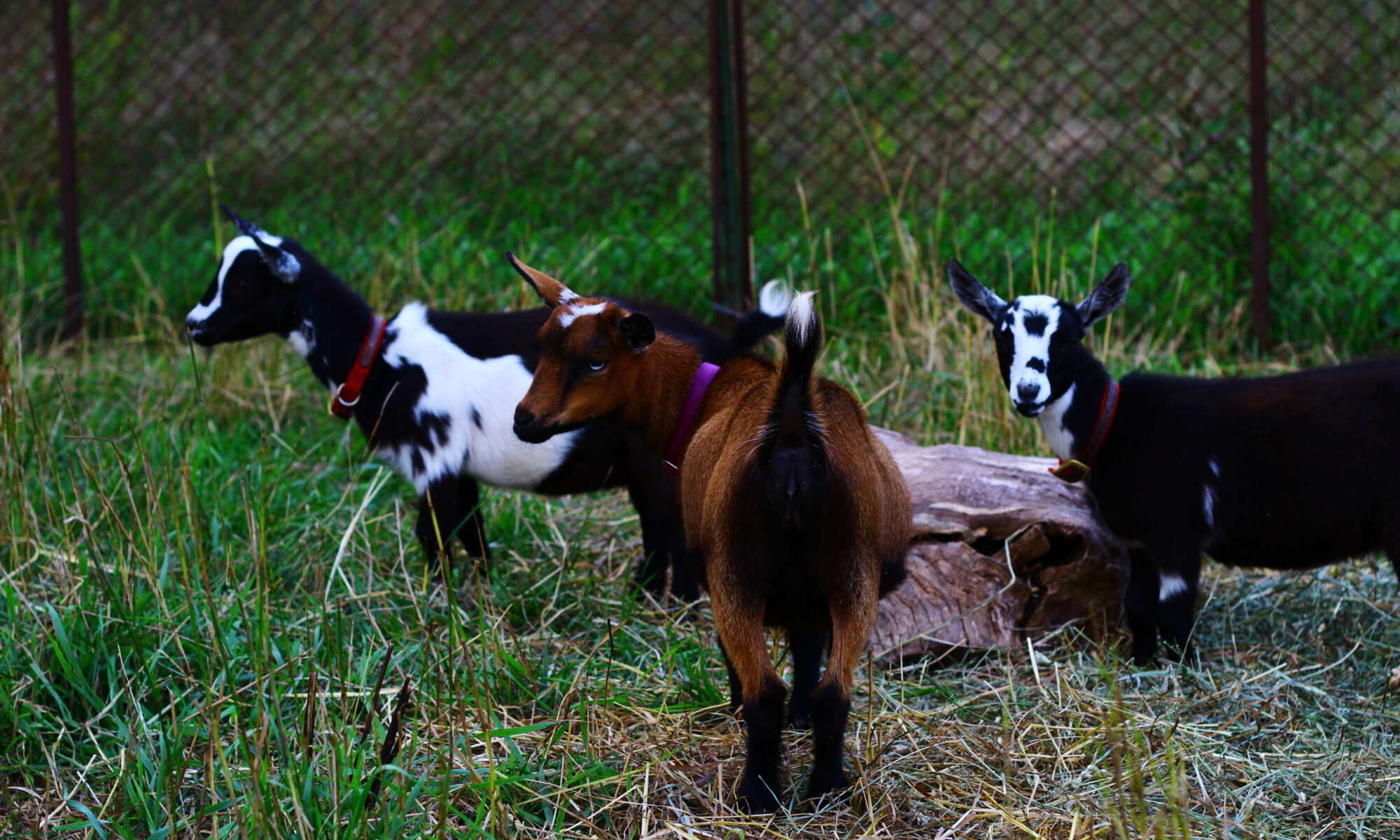 3 yearling Nigerian Dwarf does